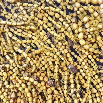 Neptune's necklace seaweed Hormosira banksii bubbleweed