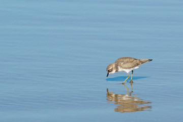 double banded plover Charadrius bicinctus looking for food along the seashore