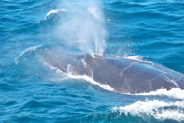 humpback whale blowhole spout