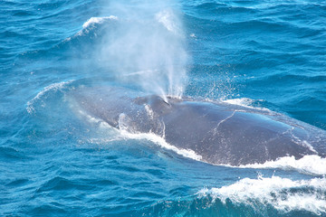 Fototapeta premium humpback whale blowhole spout