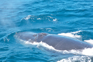 humpback whale blowhole © photoboz