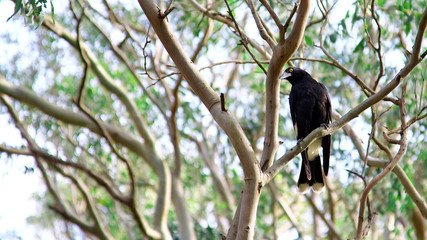 pied currawong sitting in a gum tree