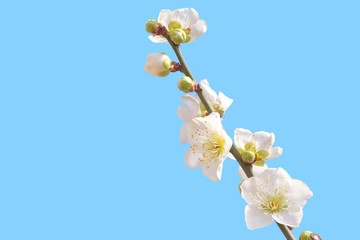 Naklejka na ściany i meble white spring flower blossoms isolated on blue sky