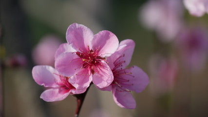 Cherry blossoms at spring