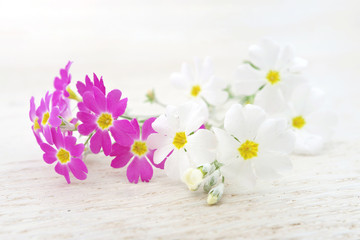Pink and white flowers