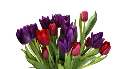 Bouquet of red and purple tulips.