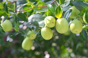 Unripe fruit on a tree