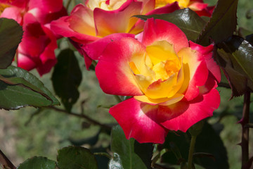 チャールストン