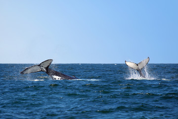 Fototapeta premium pair of whales diving in the ocean
