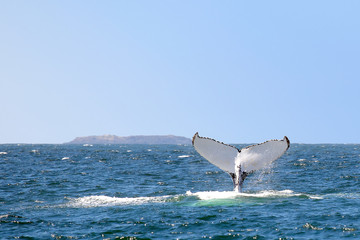 whale tail diving into the sea © photoboz