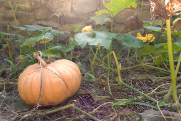 pumpkin in a pumpkin patch