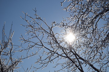 Snow covered tree branches with blue sunny sky with shining sun