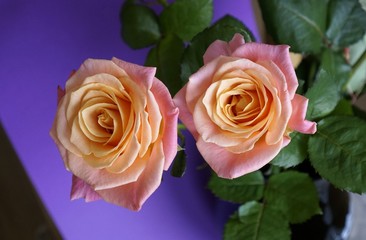 Two roses on a purple background