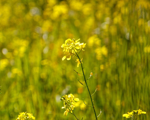 yellow wild flowers in the meadows, strong bokeh background
