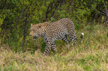 Leopard roaming its territory in the Khwai Concession area of Botswana Africa