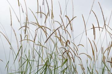 Long grass in the wind