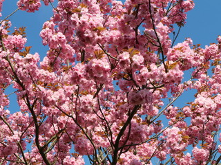 Kirschblüten - Frühling in Mecklenburg - Vorpommern