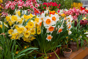 Decorative flowers in a greenhouse