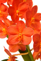 Obraz na płótnie Canvas Orchidee 
