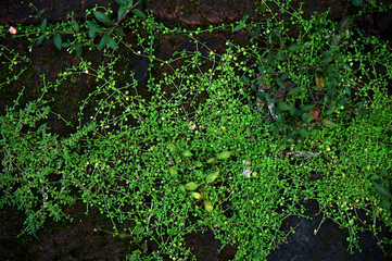 small green leaf plants