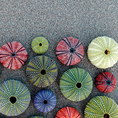 Fototapeta na wymiar vibrant colored sea urchin shells on dark sand beach, space for text