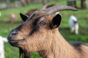 Close-up of a Goat head