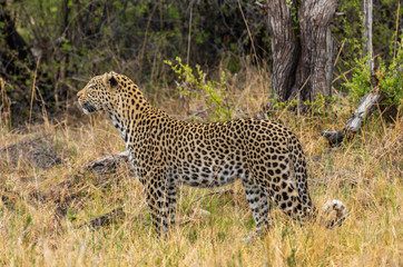 Leopard roaming its territory in the Khwai Concession area of Botswana Africa