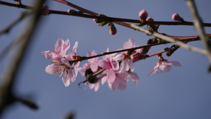 Cherry blossoms at spring