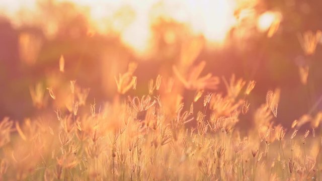 Slow motion wind blowing grass on grassland and beautiful sunset. It pasture landscape is beauty and refresh.