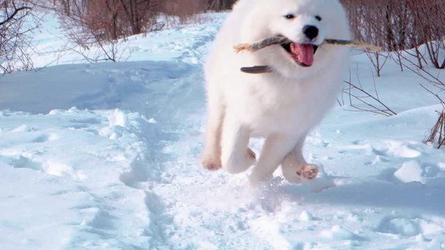 Beautiful white samoyed dog in winter park, slow motion