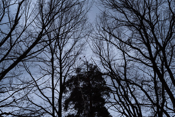 Autumn gloomy sky and leafless trees