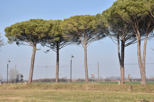 Italien, Adria, festland, Grado, Belvedere, Allee, Pinien, Pinie, Baum, B&auml;ume, S&uuml;deuropa, Vegetation, Natur, Umwelt, verlassen, Stra&szlig;e, Winter, Fr&uuml;hling, Krone, Baumkrone, Weg, Flachland, Triest, Udin