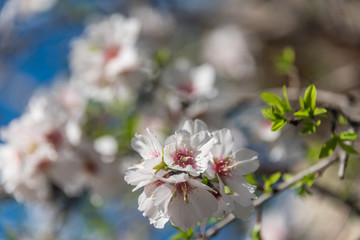 Fruit Tree Blossoms in Spring in Southern Italy