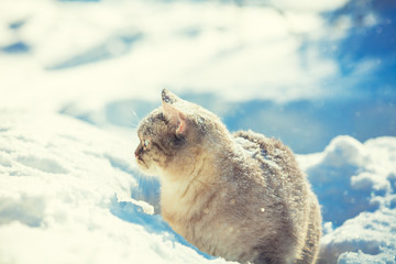 Cute Siamese cat walks in deep snow in the winter garden