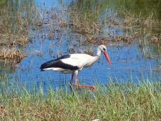 Stork is looking for a food in a water. Turov town,Belarus
