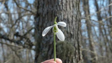 snowdrop, flower, spring, white, nature, green, plant, macro,