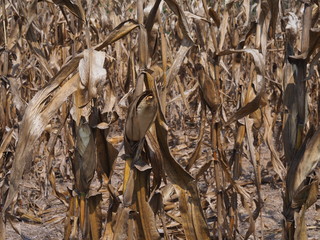 Corn death destroyed by drought.