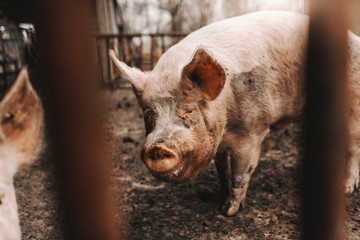 Picture of dirty pig standing in mud in cote. Pigs breeding concept.