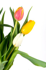 flowers tulips of different colors beautiful and picturesque bouquet