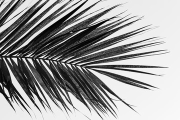 Palm tree branch