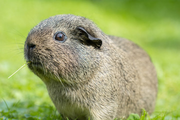 Wild Life (Meerschweinchen)
