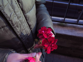 Person with geranium flowers in her hands
