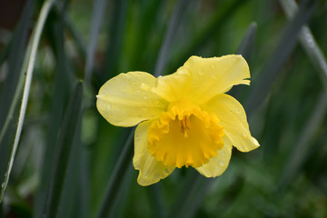 Yellow daffodil after a spring rain.