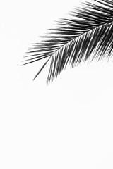 Palm tree branch