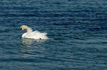 Sea-shore bird by Nessebar old town, Bulgaria