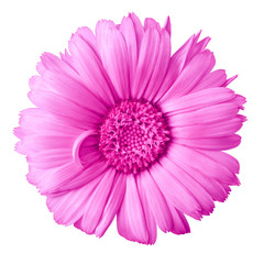 flower magenta calendula  isolated on a white background with clipping path. Close-up. Nature.