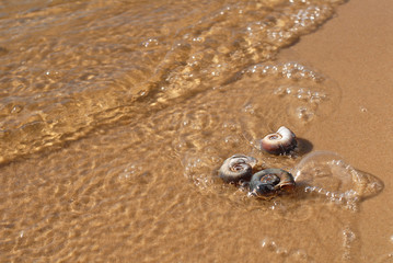 Seashell on the beach. On the sea beach, on the yellow sand, lit by the bright summer sun, there are three small sea shells. A wave is coming and foaming.