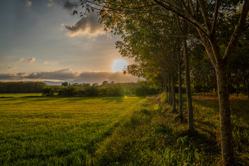 Fototapeta na wymiar Green rice field turning into rubber tree forest at sunset rural landscape 