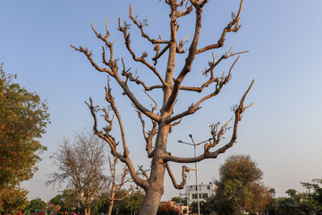Tree without leaves in a park