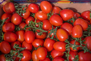 Fresh Italian Tomatoes For Sale at Outdoor Italian Food Market